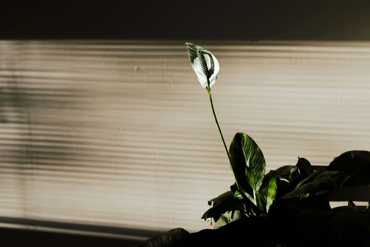 A green plant against a bright window.